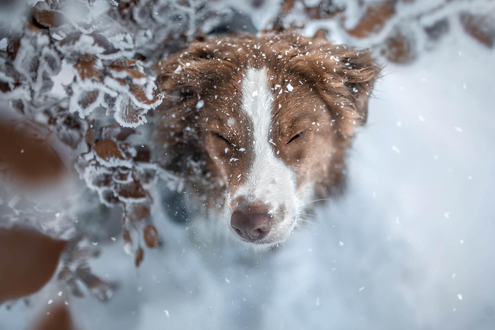 Hundefotoshooting im Schnee im Appenzell