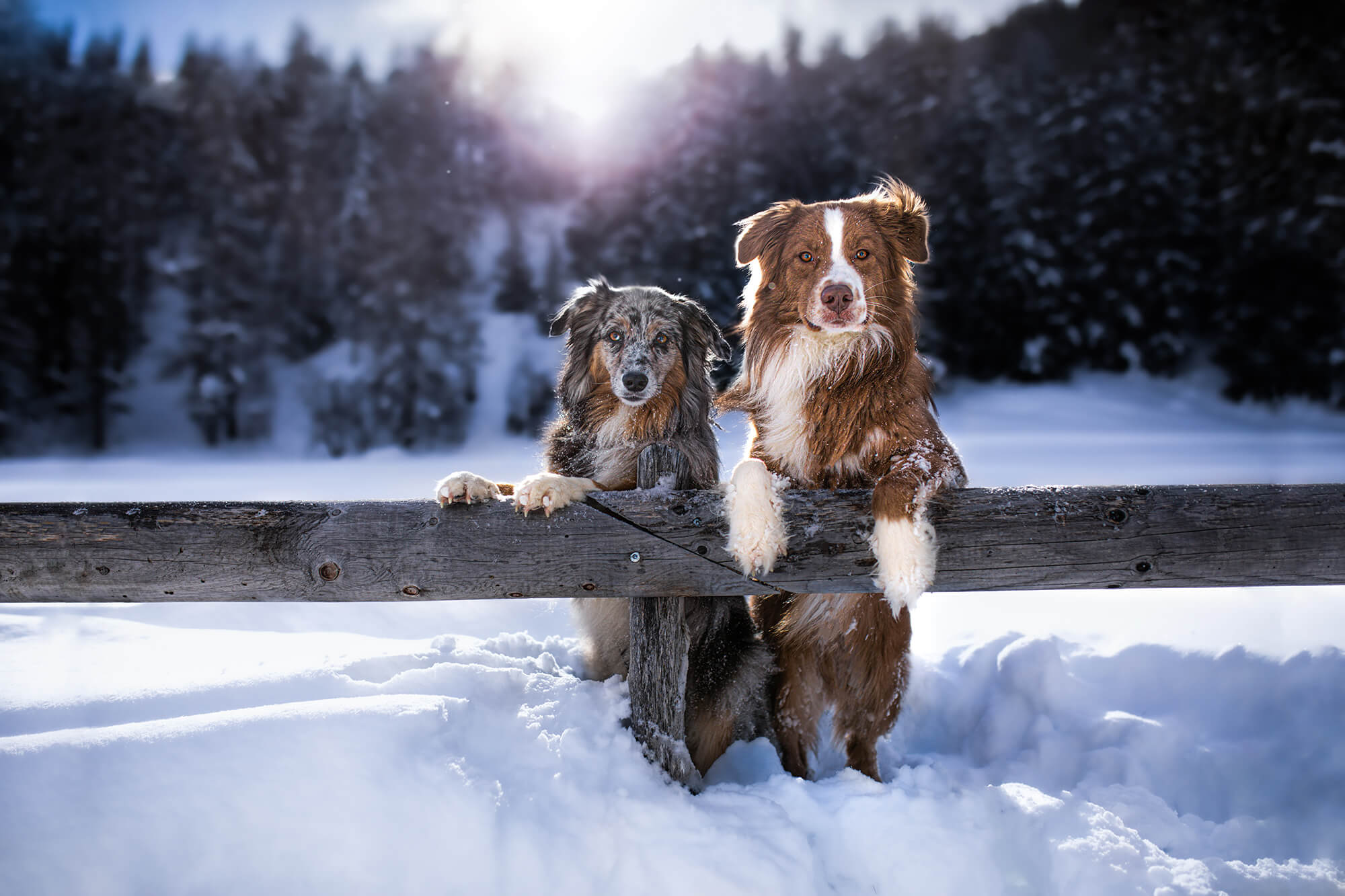 Hundefotoshooting zu zweit im Schnee in Bergün fotografiert von ostschweizer Tierfotografin Rhea Nellen