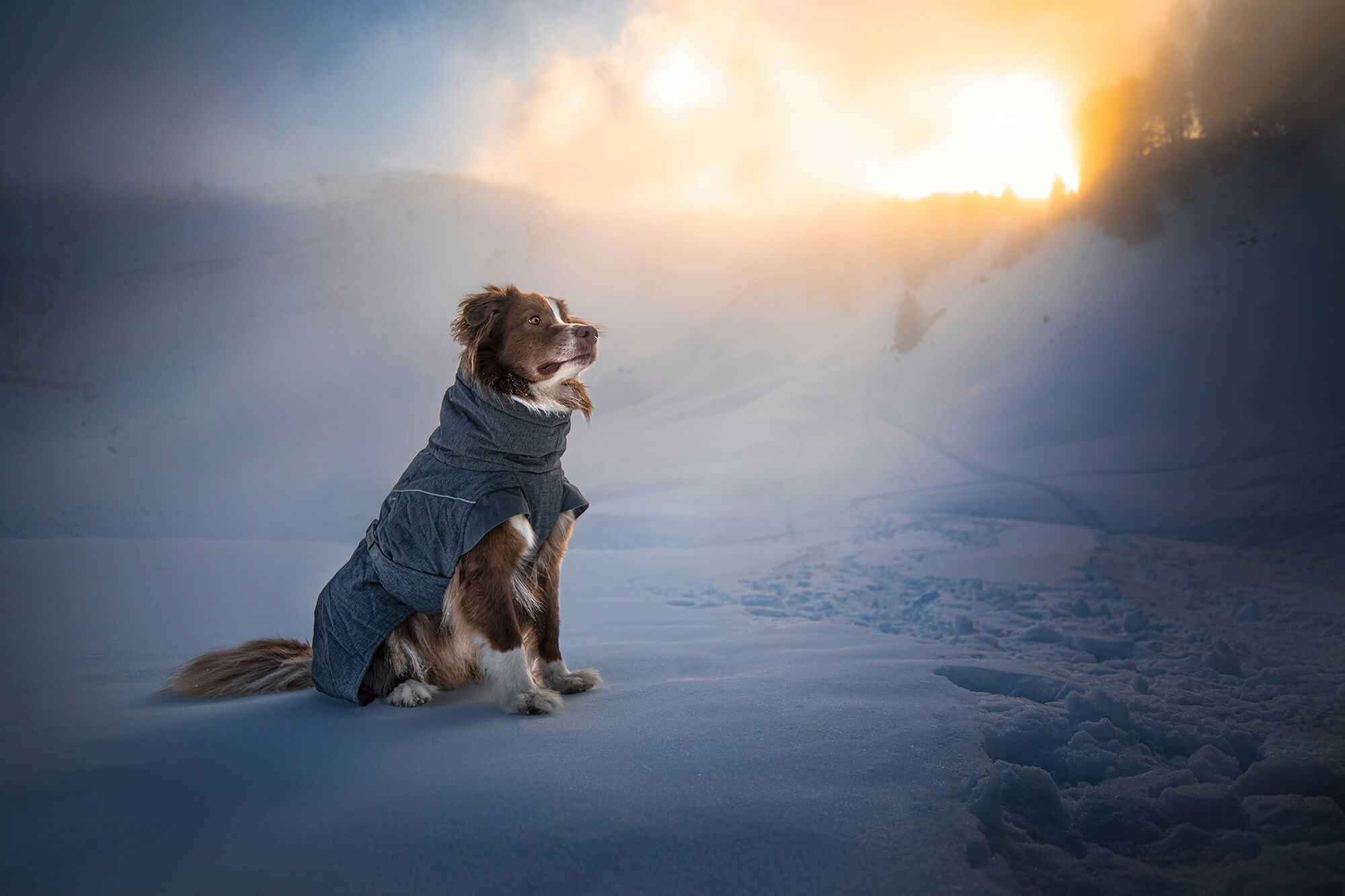 Hundefotoshooting in der Ostschweiz im Schnee in den Bergen