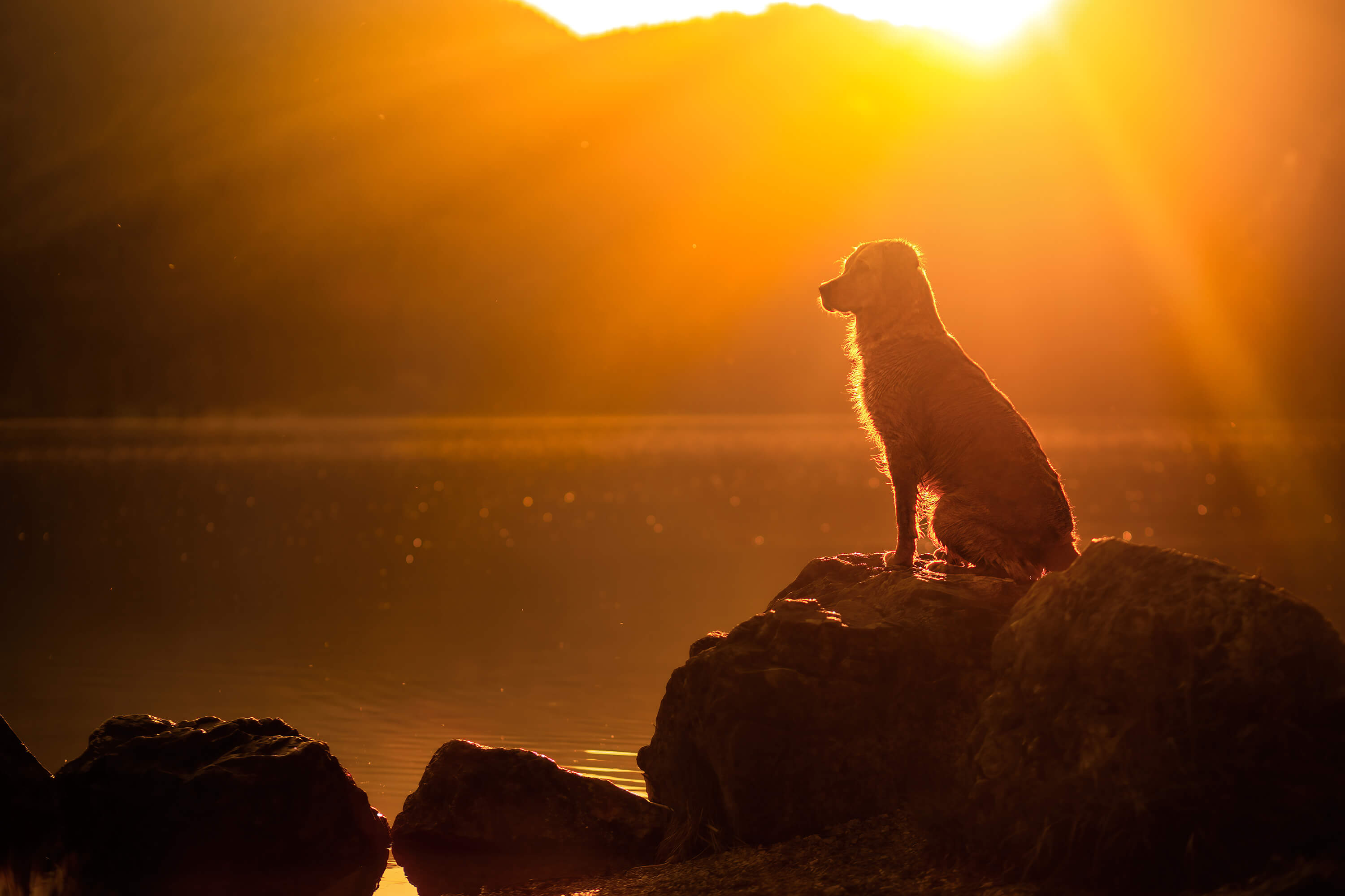 Tierfotoshooting mit Golden Retriever beim Sonnenuntergang fotografiert von der Ostschweizer Hundefotografin Rhea Nellen
