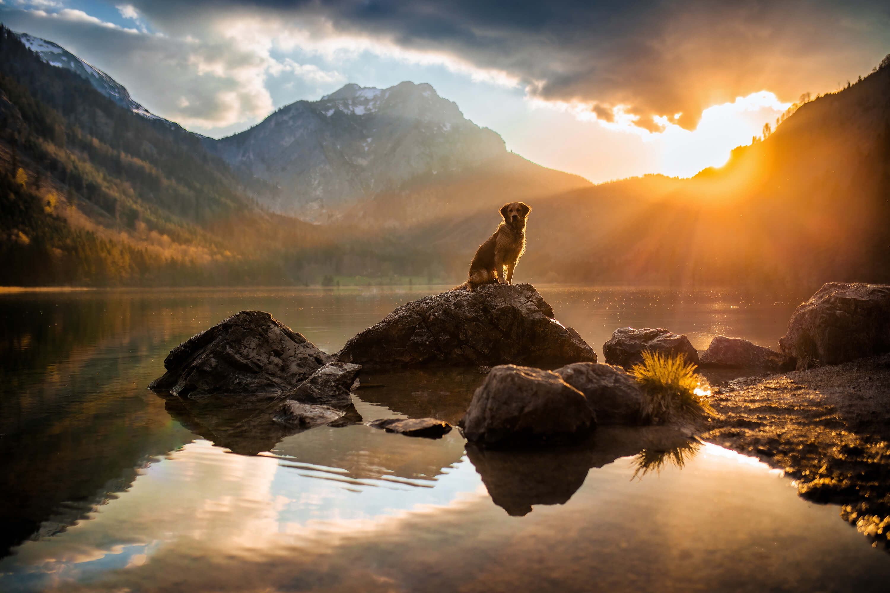 Tierfotoshooting mit Golden Retriever am Bergsee fotografiert von der Ostschweizer Hundefotografin Rhea Nellen