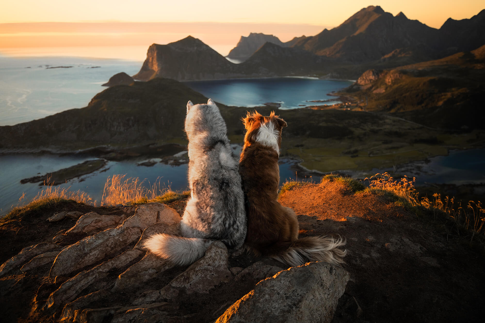 Hundefotografie in den Bergen fotografiert von Ostschweizer Hundefotografin Rhea Nellen