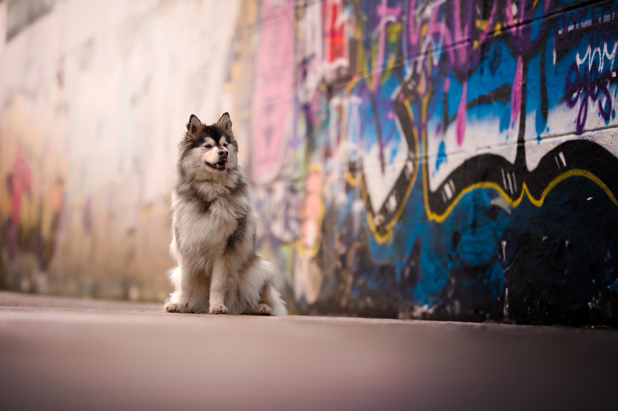 rhean-nellen-tierfotografie-graffiti-hund-stadt