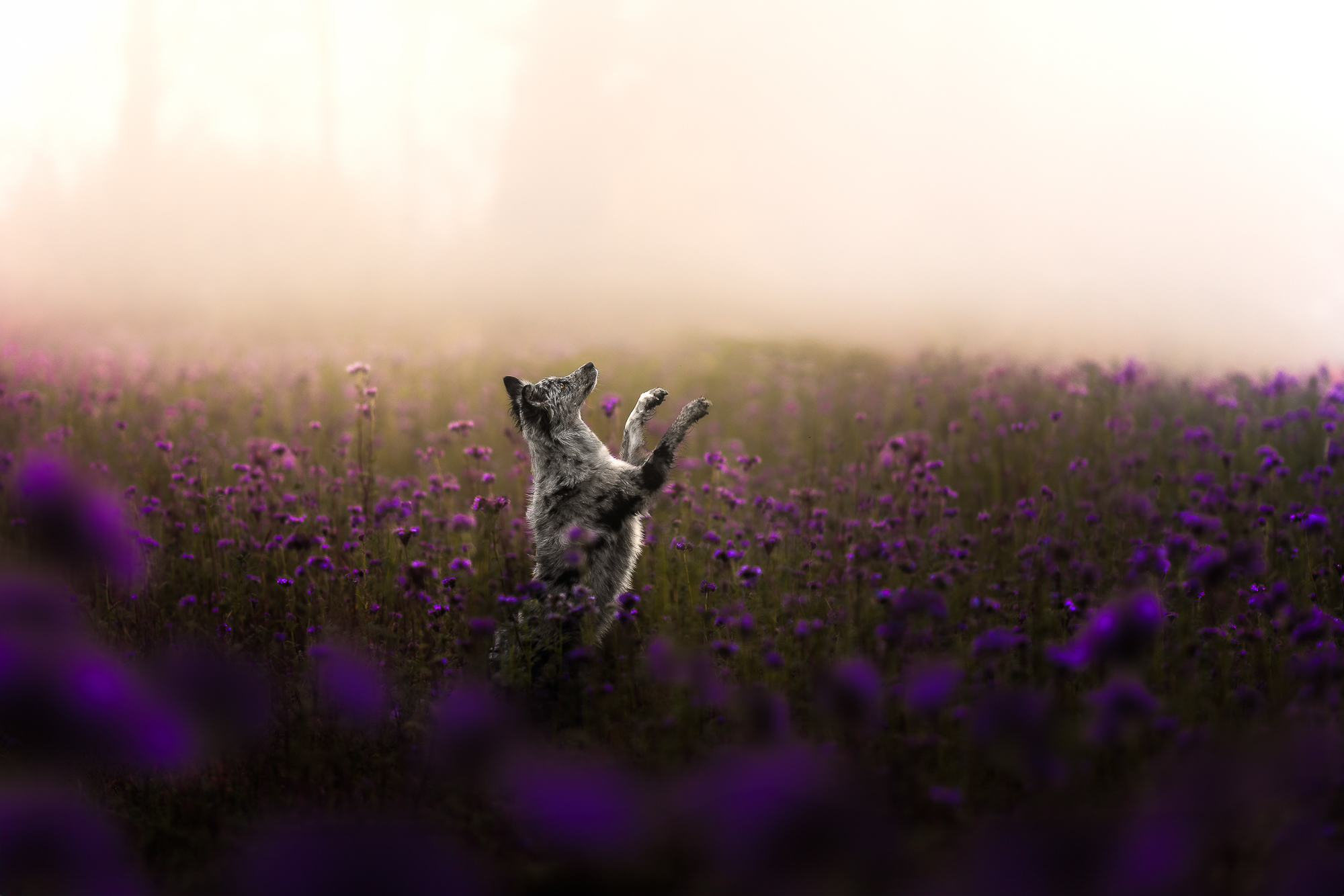 rhean-nellen-tierfotoshooting-kornblumen-fotoshooting-winterthur-100